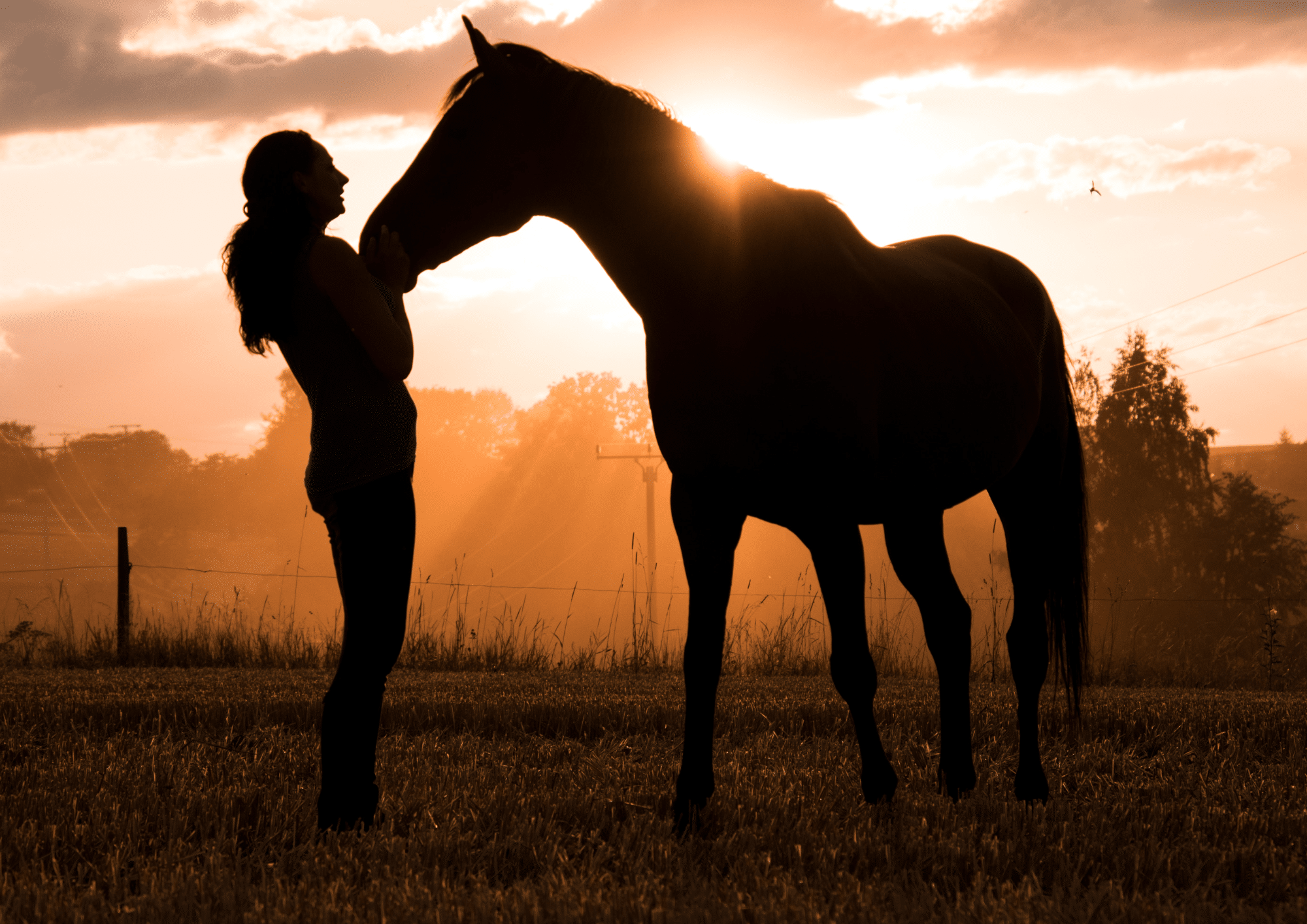 Silhouette d'une femme et d'un cheval s'enlaçant au coucher du soleil dans un champ, avec des rayons lumineux intenses.