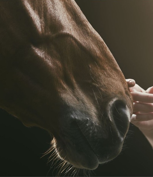 Gros plan sur le museau marron d'un cheval caressé doucement par une main humaine dans une lumière contrastée.