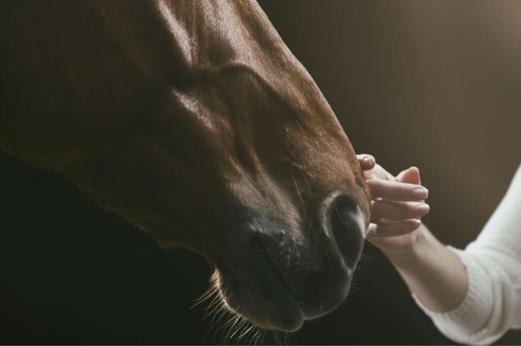 Gros plan doux sur le museau d'un cheval bai caressé par la main d'une personne en pull blanc.