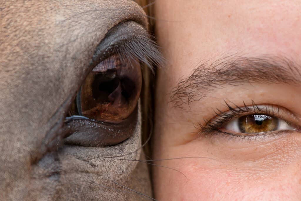 Yeux de cheval et d'humain : gros plan rapproché Gros plan comparatif de l'œil brun d'un cheval gris-alezan et de l'œil noisette d'une humaine, juxtapose la texture de leur fourrure et de leur peau.